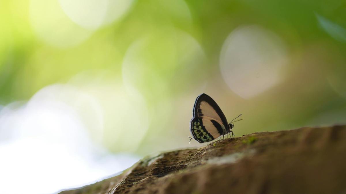 Butterflies and Moths